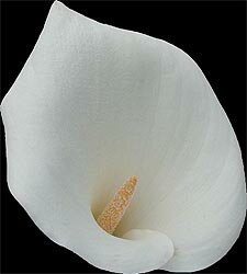 Zantedeschia aethiopica: Calla Lily