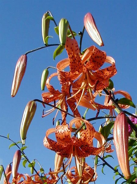 Lilum Lancifolium: Tiger Lillies