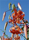 Lilium lancifolium: tiger lillies