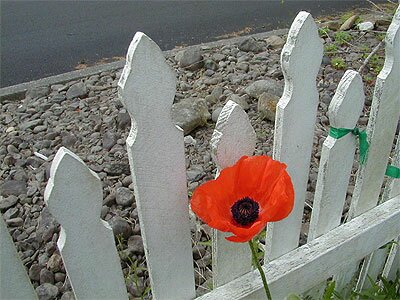 Papaver somniferum