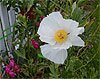 Romneya Coulteri