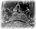 World's Largest Douglas Fir, near Seaside, Clatsop County, Oregon