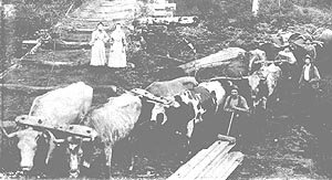 19th Century Oxen Logging photo