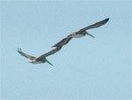 Pelicans flying overhead